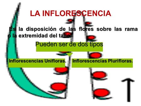 LA INFLORESCENCIA Pueden ser de dos tipos