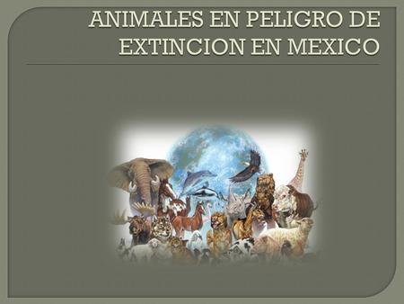 En México la caza y la alteración del medio ambiente tienen a muchas especies al borde de su desaparición. Por ejemplo, el jaguar (Panthera onca) y el.