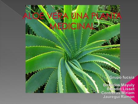 ALOE VERA UNA PLANTA MEDICINAL