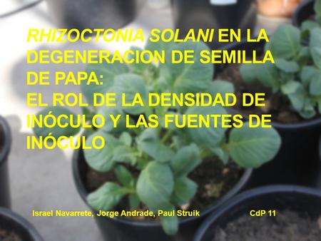 Rhizoctonia solani en la degeneracion de semilla de papa: El rol de la densidad de inóculo y las fuentes de inóculo Israel Navarrete, Jorge Andrade, Paul.