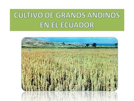 CULTIVO DE GRANOS ANDINOS EN EL ECUADOR