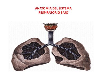 ANATOMIA DEL SISTEMA RESPIRATORIO BAJO