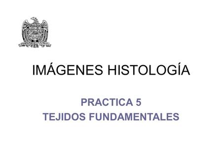 TEJIDOS FUNDAMENTALES
