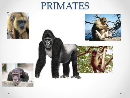 PRIMATES.