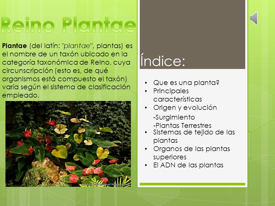 Reino Plantae Plantae (del latín: "plantae", plantas) es el nombre de un  taxón ubicado en la categoría taxonómica de Reino, cuya circunscripción  (esto. - ppt descargar