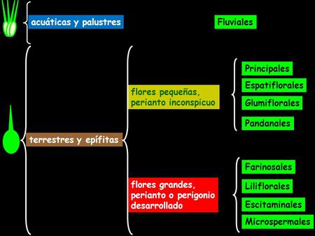 acuáticas y palustres Fluviales terrestres y epífitas Principales