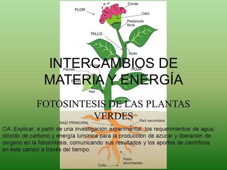 INTERCAMBIOS DE MATERIA Y ENERGÍA
