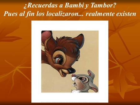 ¿Recuerdas a Bambi y Tambor? Pues al fin los localizaron... realmente existen.