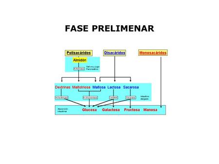 FASE PRELIMENAR.