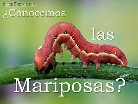 ¿Conocemos las Mariposas?.