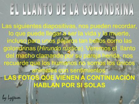 Las siguientes diapositivas, nos pueden recordar, lo que puede llegar a ser la vida y la muerte, incluso para unos pájaros tan bellos como las golondrinas.