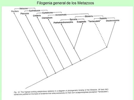 Filogenia general de los Metazoos