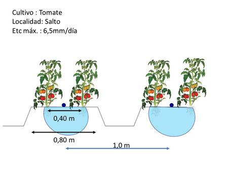 1,0 m 0,40 m Cultivo : Tomate Localidad: Salto Etc máx. : 6,5mm/día 0,80 m.