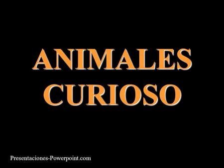 ANIMALES CURIOSO Presentaciones-Powerpoint.com. Se enojó el petiso.