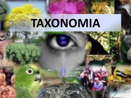 TAXONOMIA.