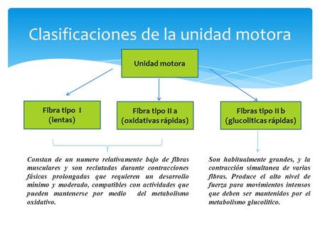 Clasificaciones de la unidad motora