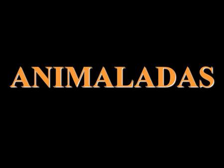 ANIMALADAS. Se enojó el petiso Dos caballos con una sola cabeza.