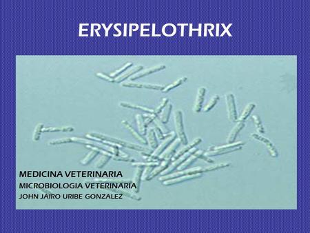 ERYSIPELOTHRIX MEDICINA VETERINARIA MICROBIOLOGIA VETERINARIA