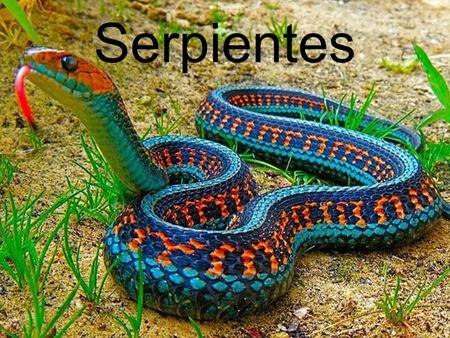 Serpientes.