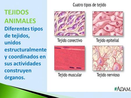 TEJIDOS ANIMALES Diferentes tipos de tejidos, unidos estructuralmente y coordinados en sus actividades construyen órganos. 1.
