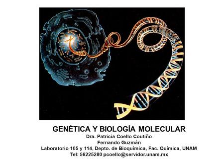 GENÉTICA Y BIOLOGÍA MOLECULAR Dra. Patricia Coello Coutiño Fernando Guzmán Laboratorio 105 y 114, Depto. de Bioquímica, Fac. Química, UNAM Tel: 56225280.