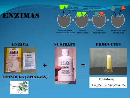 ENZIMAS ENZIMA SUSTRATO PRODUCTOS + = LEVADURA (CATALASA)