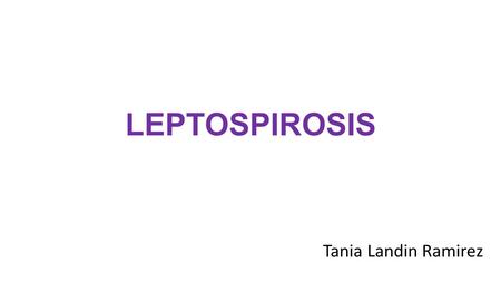 LEPTOSPIROSIS Tania Landin Ramirez. CARACTERISTICAS La leptospira es un organismo helicoidal, flexible, usualmente mide entre 6-20 μm de largo y 0.1 μm.