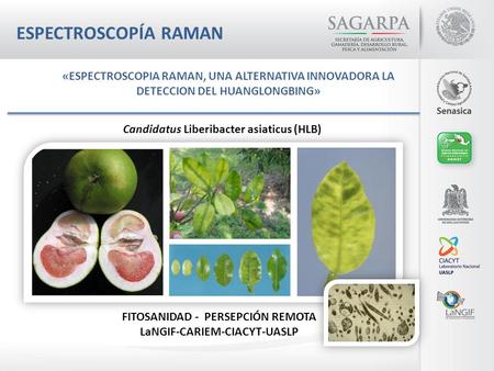 FITOSANIDAD - PERSEPCIÓN REMOTA LaNGIF-CARIEM-CIACYT-UASLP «ESPECTROSCOPIA RAMAN, UNA ALTERNATIVA INNOVADORA LA DETECCION DEL HUANGLONGBING» Candidatus.