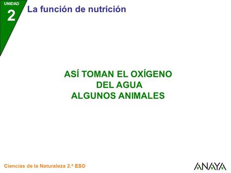 ASÍ TOMAN EL OXÍGENO DEL AGUA ALGUNOS ANIMALES