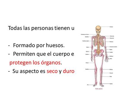 Todas las personas tienen un esqueleto