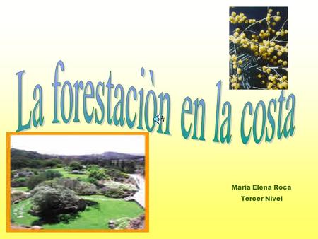 María Elena Roca Tercer Nivel. Es un árbol oriundo del norte de América, de hoja caduca provisto de copa abierta y hojas compuestas que le dan una.