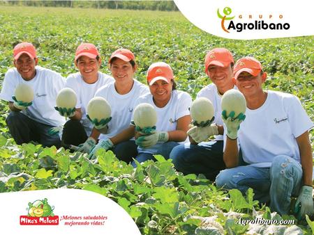 Agrolibano.com. Cultivamos, empacamos y suministramos Mike´s Melons, melones de superior calidad y sabor para clientes y mercados con necesidades diferenciadas.