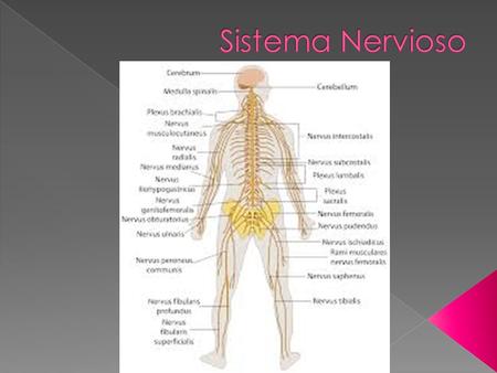 El Sistema Nervioso es una Red de tejidos, su función es la de captar y procesar rápidamente las señales ejerciendo el control y coordinación sobre lo.