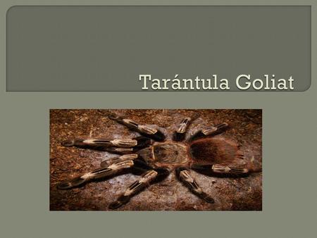 Tarántula Goliat.
