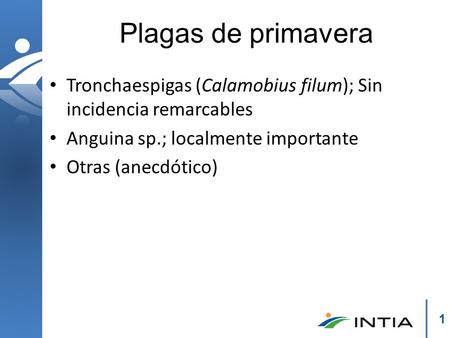 1 Plagas de primavera Tronchaespigas (Calamobius filum); Sin incidencia remarcables Anguina sp.; localmente importante Otras (anecdótico)
