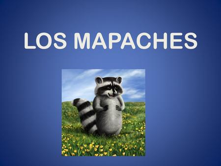 LOS MAPACHES.