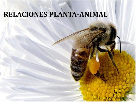 RELACIONES PLANTA-ANIMAL