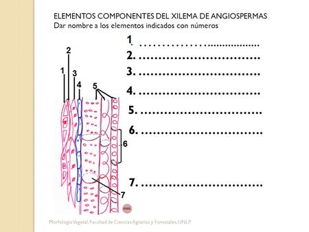 ELEMENTOS COMPONENTES DEL XILEMA DE ANGIOSPERMAS Dar nombre a los elementos indicados con números …………….................. 2. …………………………. 3. ………………………….