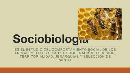 Sociobiología Es el estudio del comportamiento social de los animales, tales como la cooperación, agresión, territorialidad, jerarquías y selección.