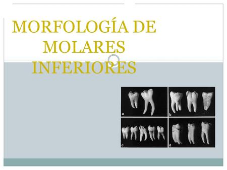 MORFOLOGÍA DE MOLARES INFERIORES