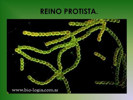 REINO PROTISTA..