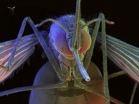 MACROFACTORES CAUSANTES DEL DENGUE