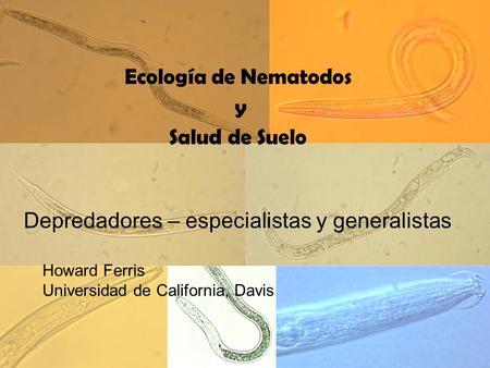 Depredadores – especialistas y generalistas