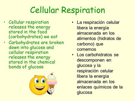 Cellular Respiration Cellular respiration releases the energy stored in the food (carbohydrates) we eat Carbohydrates are broken down into glucose and.