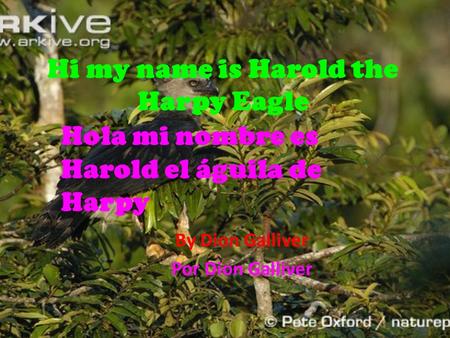 Hi my name is Harold the Harpy Eagle By Dion Galliver Por Dion Galliver Hola mi nombre es Harold el águila de Harpy.