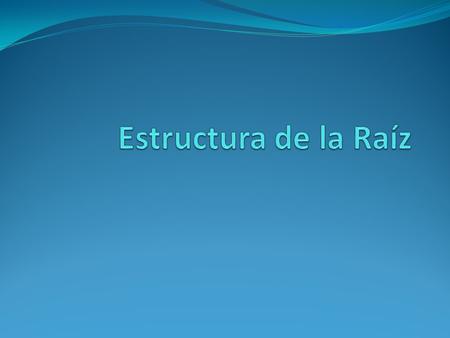 Estructura de la Raíz.