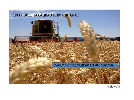 EN TRIGO … LA CALIDAD ES IMPORTANTE EVALUACIÓN DE CALIDAD EN PRE COSECHA VER MAS.