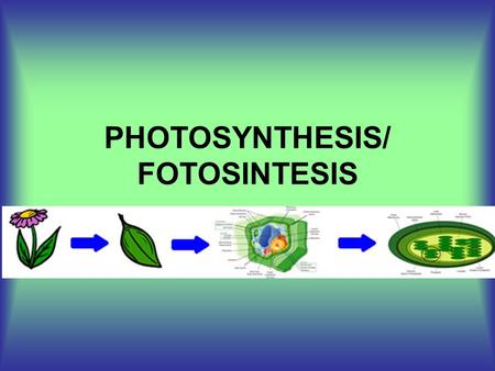 PHOTOSYNTHESIS/ FOTOSINTESIS