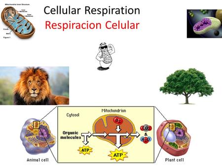 Cellular Respiration Respiracion Celular