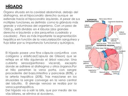 HÍGADO Órgano situado en la cavidad abdominal, debajo del diafragma, en el hipocondrio derecho aunque se extiende hacia el hipocondrio izquierdo. A pesar.